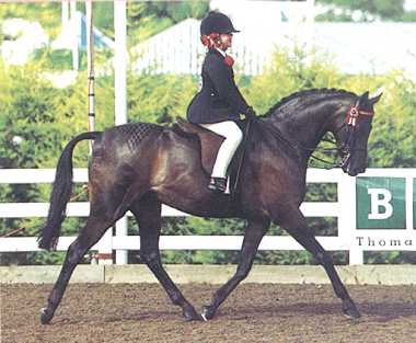 Aberbrwynen Royal Diamond