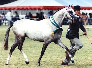 Kirreway Dignify
