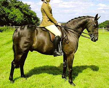 Longriver Black Orchid