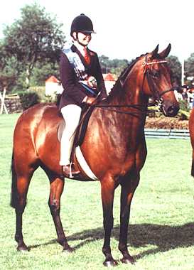 Royal Bronze