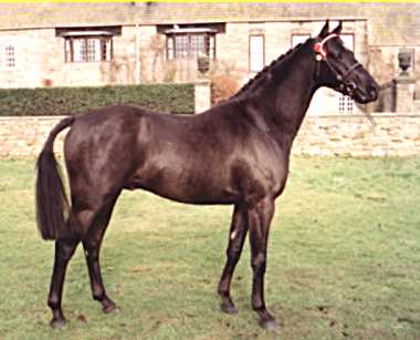 Small- Land Amadeus