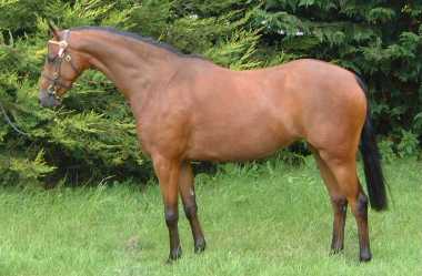 SMALL-LAND ANNALISA