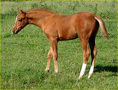Foal by Small-land Extra Time