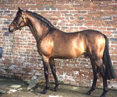 Small- Land Mambrino